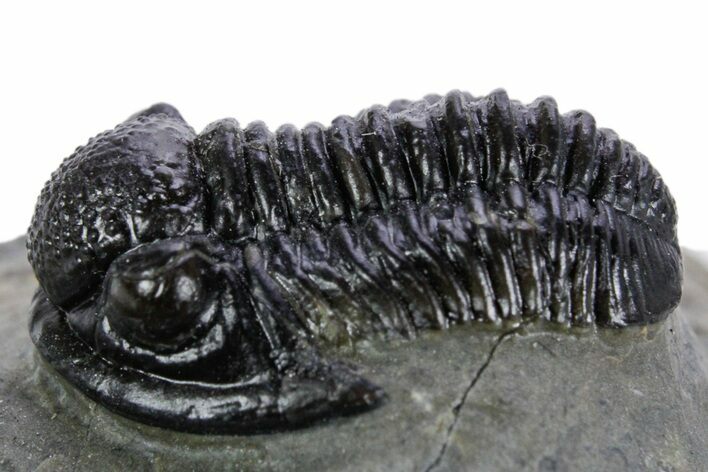 Detailed Gerastos Trilobite Fossil - Morocco #347355